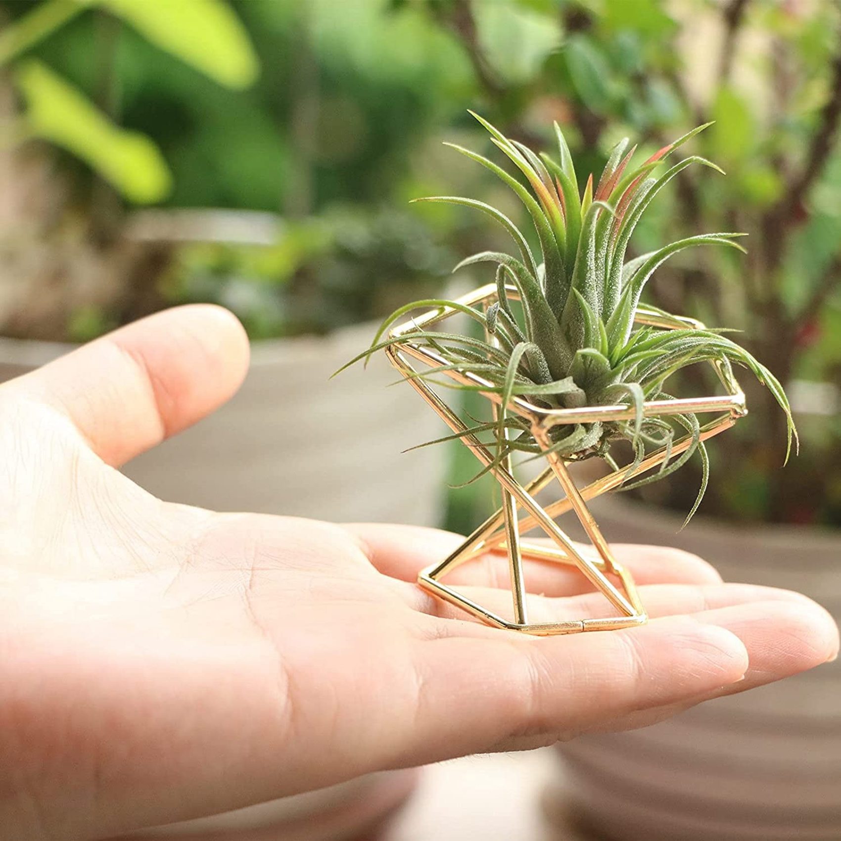 6 Pcs Geometric Air Plant Hold - Air Plant Tillandsia ulasan dan harga