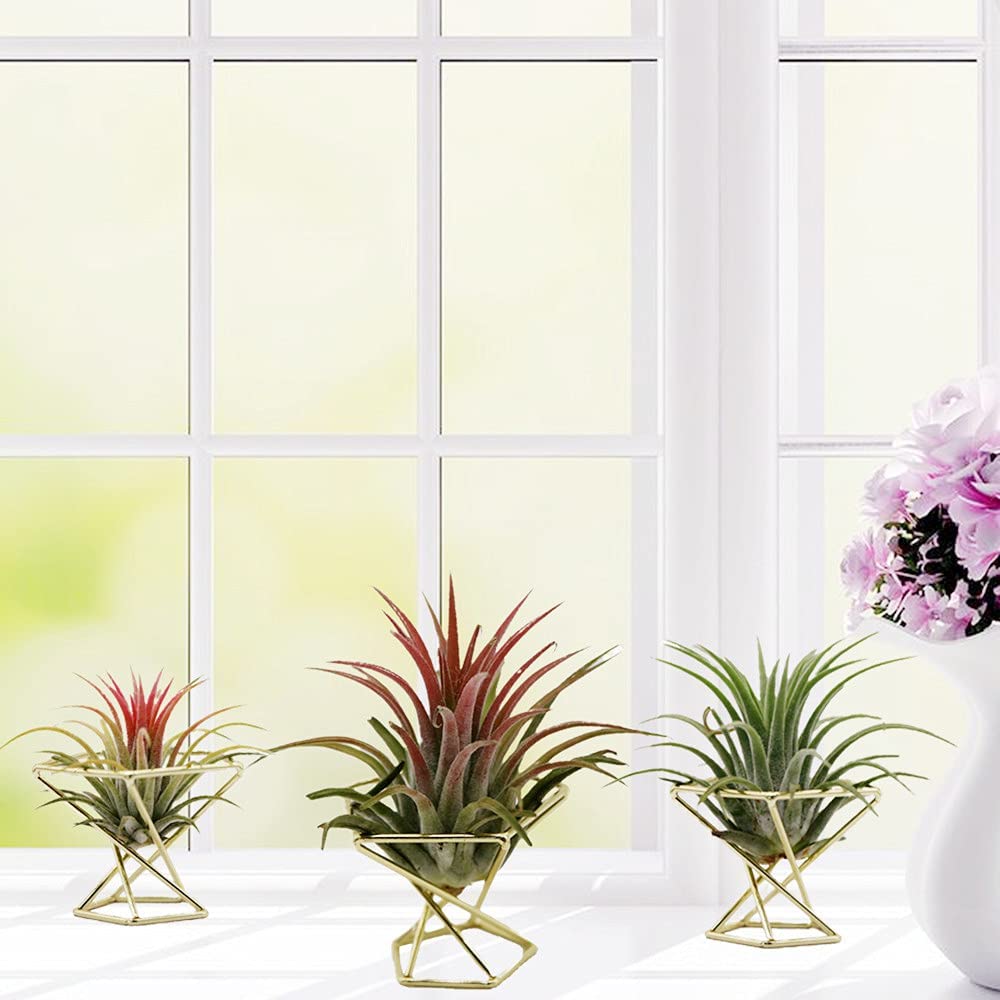 ETRT Geometric Air Plant Holde - Air Plant Tillandsia ulasan dan harga