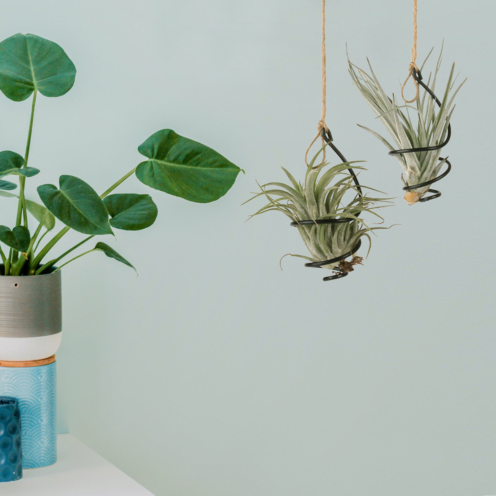 12Set Air Plant Holder Spiral  - Air Plant Tillandsia ulasan dan harga