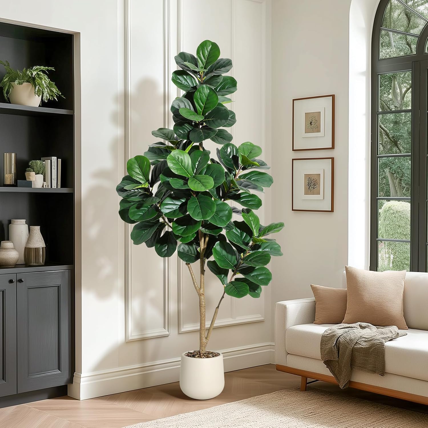 4-7 FT Fiddle Leaf Fig Tree Ar - Plant Parents ulasan dan harga