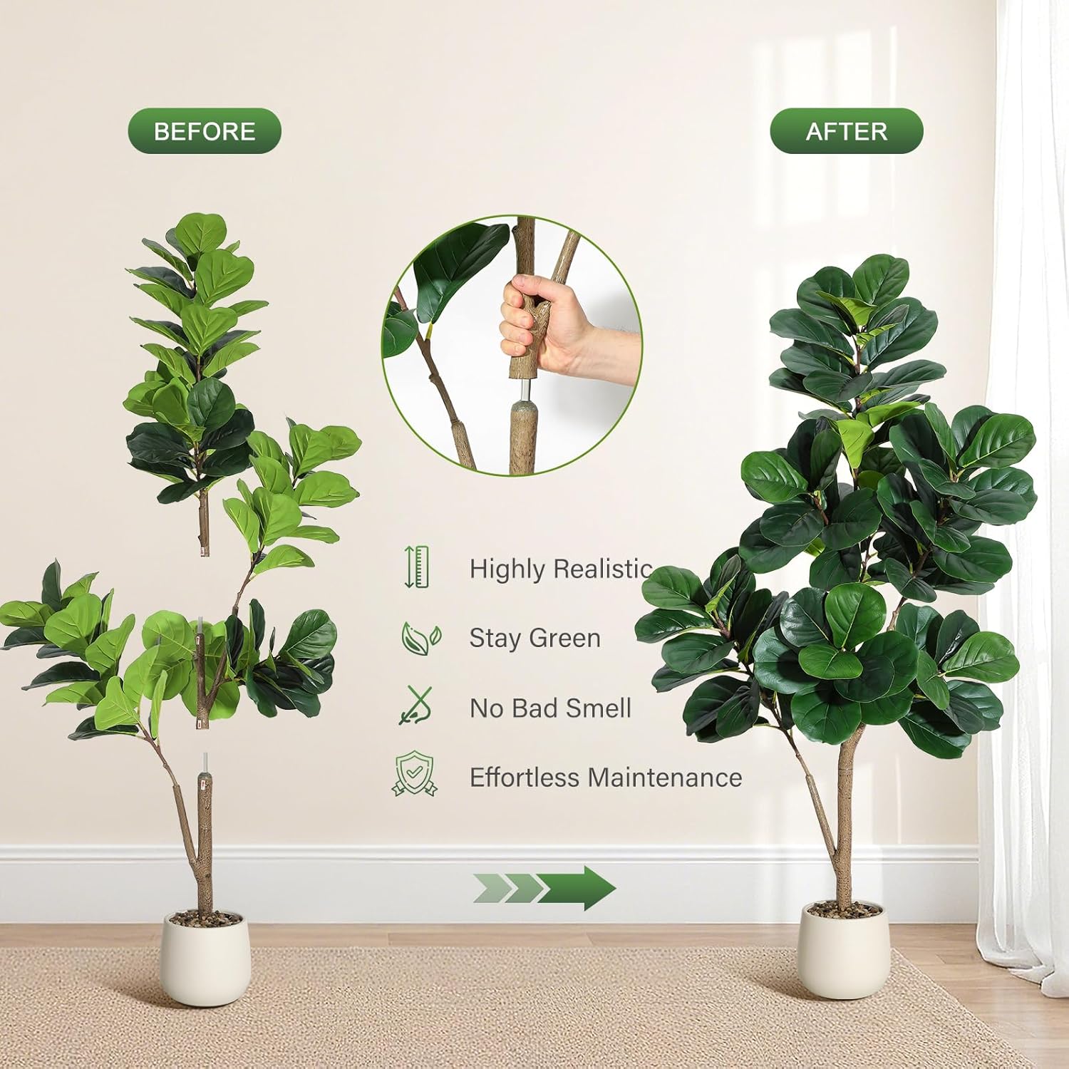 4-7 FT Fiddle Leaf Fig Tree Ar - Plant Parents ulasan dan harga