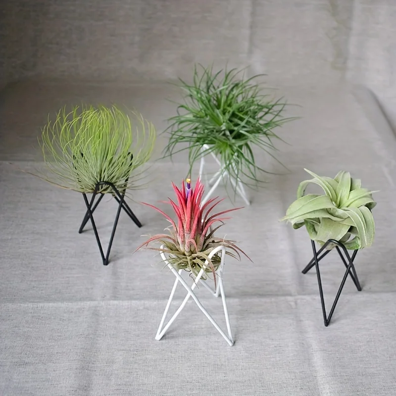 1Pcs Creative Plants lron Brac - Air Plant Tillandsia ulasan dan harga