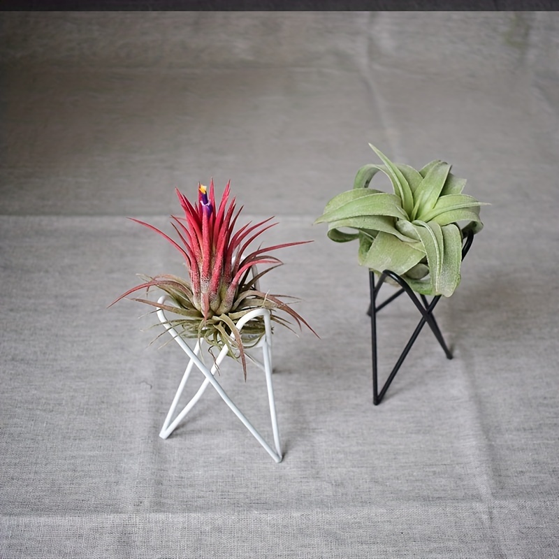 1Pcs Creative Plants lron Brac - Air Plant Tillandsia ulasan dan harga