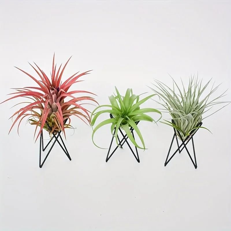 1Pcs Creative Plants lron Brac - Air Plant Tillandsia ulasan dan harga