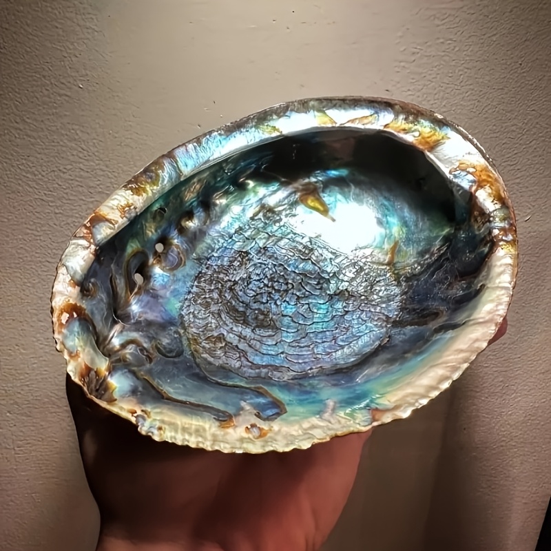 Abalone Shell Planters, Abalon - Plant Parents ulasan dan harga