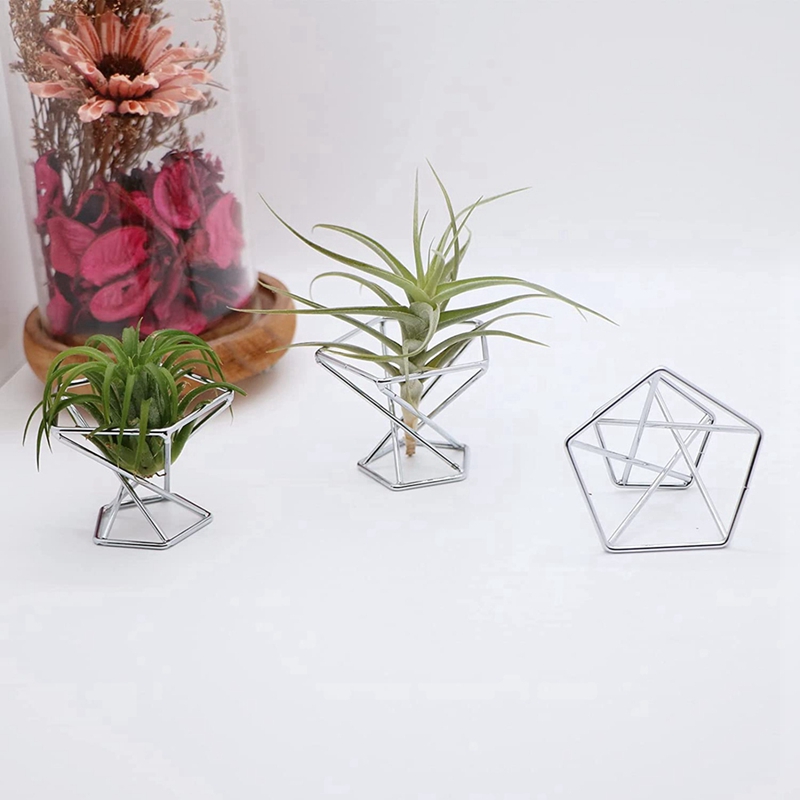 Pack 5 Air Plant Holder Air Pl - Air Plant Tillandsia ulasan dan harga