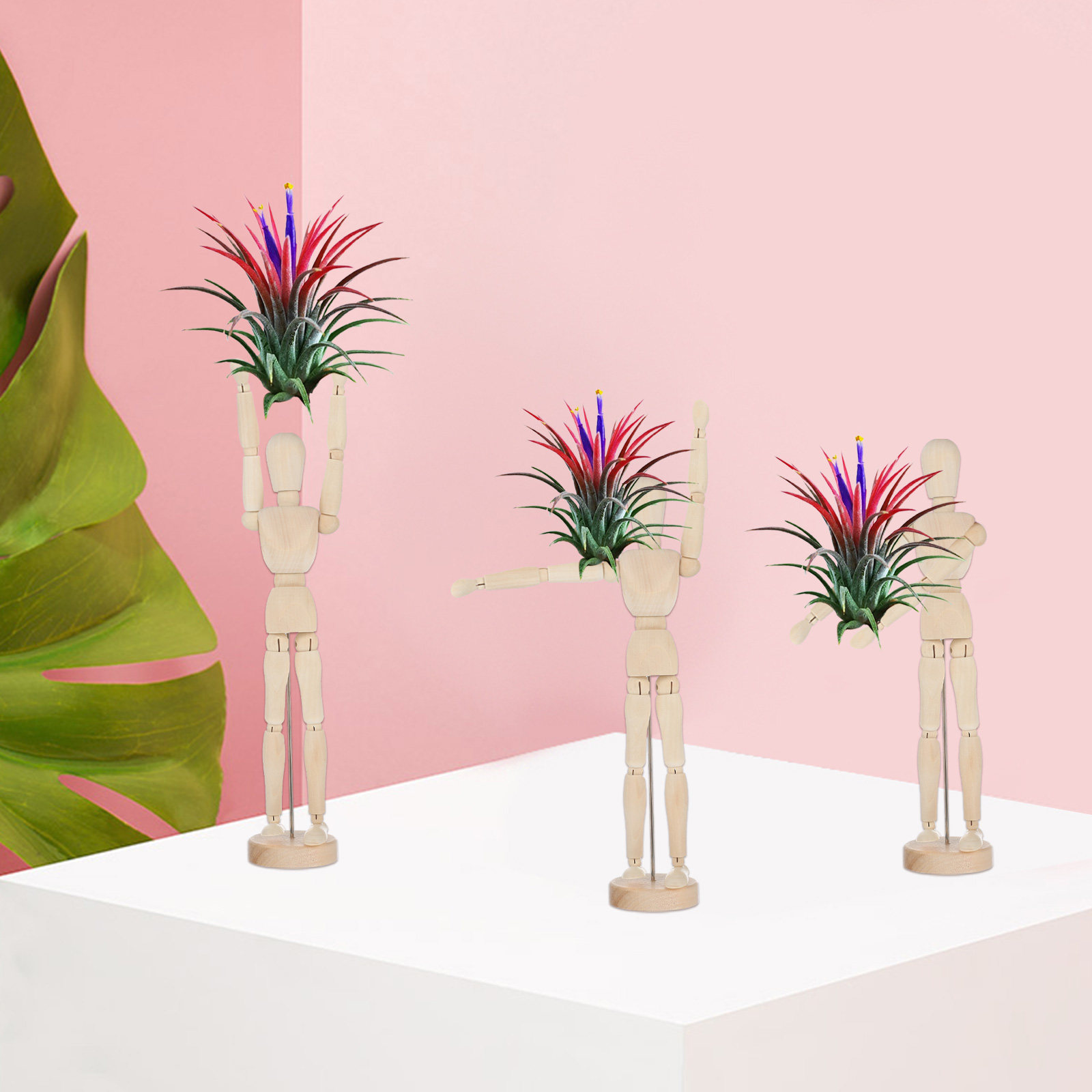 Wooden Air Plant Holder Joint  - Air Plant Tillandsia ulasan dan harga