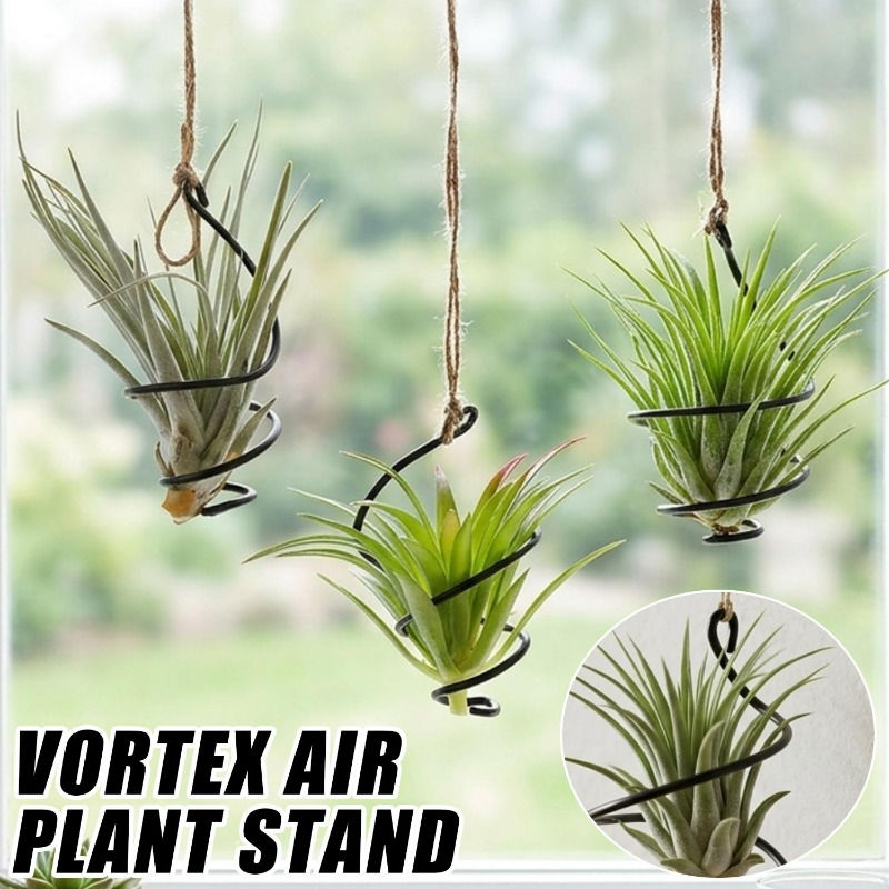 Hanging Air Plant Holders Dist - Air Plant Tillandsia ulasan dan harga