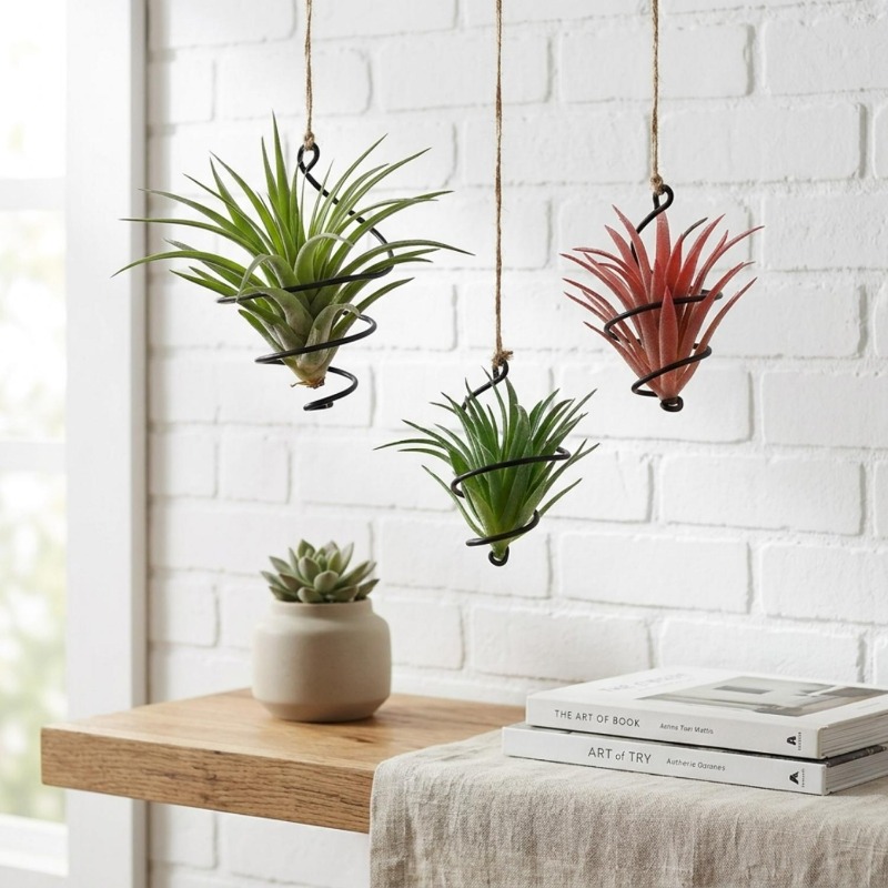 Hanging Air Plant Holders Dist - Air Plant Tillandsia ulasan dan harga